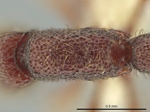 Syscia pervagata specimen CASENT0644356 image casent0644356_1