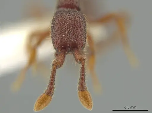 Syscia pervagata specimen CASENT0644356 image casent0644356_2