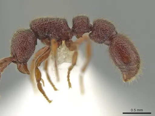 Syscia pervagata specimen CASENT0644356 image casent0644356_3