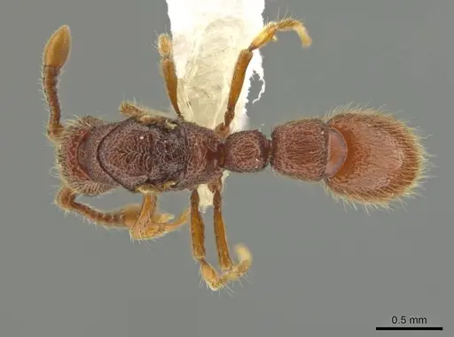 Syscia pervagata specimen CASENT0644423 image casent0644423_1