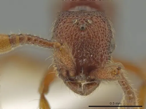 Syscia pervagata specimen CASENT0644423 image casent0644423_2