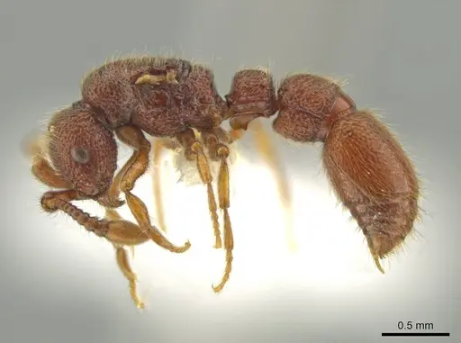 Syscia pervagata specimen CASENT0644423 image casent0644423_3