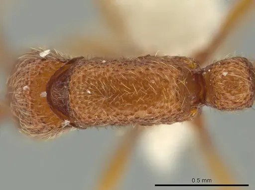 Syscia peten specimen CASENT0610652 image casent0610652_1