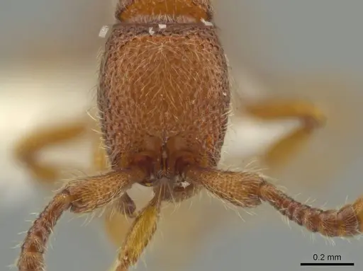 Syscia peten specimen CASENT0610652 image casent0610652_2