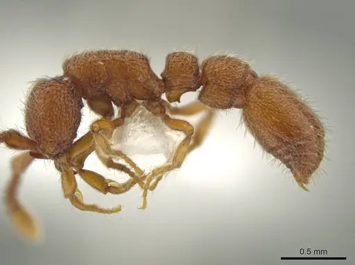Syscia peten specimen CASENT0610652 image casent0610652_3