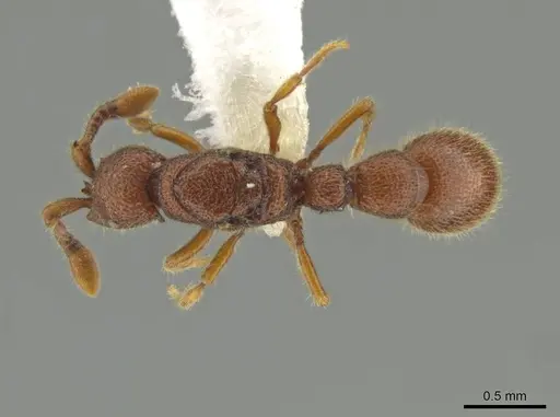 Syscia peten specimen CASENT0644482 image casent0644482_1