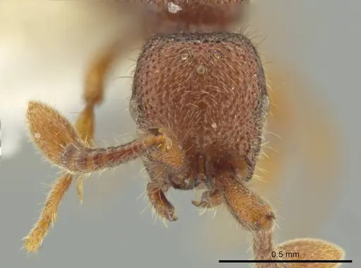 Syscia peten specimen CASENT0644482 image casent0644482_2
