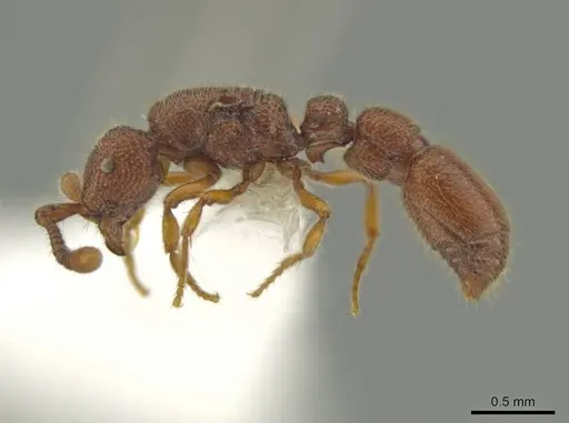 Syscia peten specimen CASENT0644482 image casent0644482_3