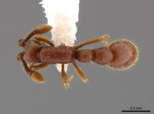 Syscia pollula specimen CASENT0623944 image casent0623944_1