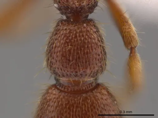 Syscia pollula specimen CASENT0623944 image casent0623944_2
