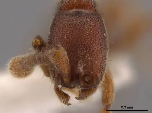 Syscia pollula specimen CASENT0623944 image casent0623944_3