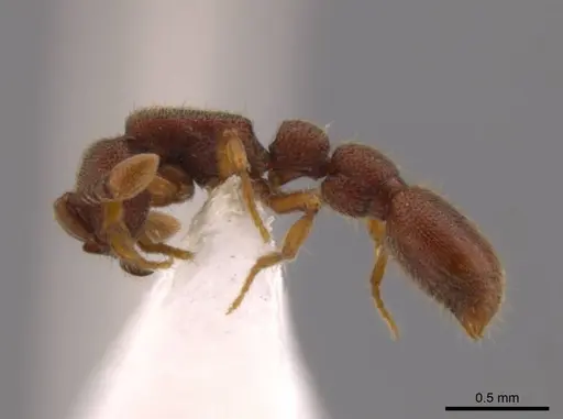 Syscia pollula specimen CASENT0623944 image casent0623944_4