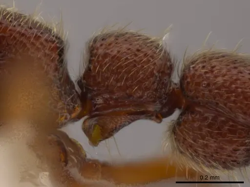 Syscia pollula specimen CASENT0623944 image casent0623944_5