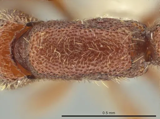 Syscia pollula specimen CASENT0624110 image casent0624110_1