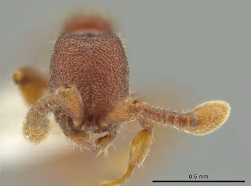 Syscia pollula specimen CASENT0624110 image casent0624110_2
