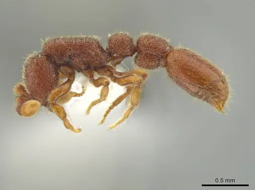Syscia pollula specimen CASENT0624110 image casent0624110_3