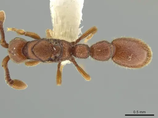 Syscia pollula specimen CASENT0637057 image casent0637057_1