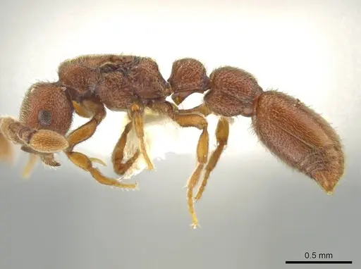Syscia pollula specimen CASENT0637057 image casent0637057_3