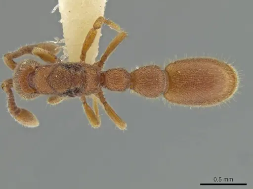 Syscia pollula specimen CASENT0644478 image casent0644478_1