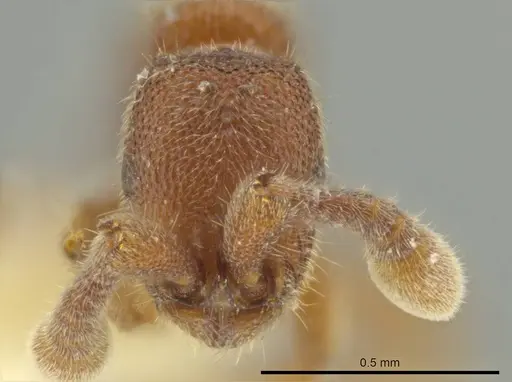 Syscia pollula specimen CASENT0644478 image casent0644478_2
