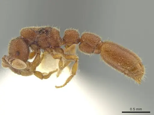 Syscia pollula specimen CASENT0644478 image casent0644478_3