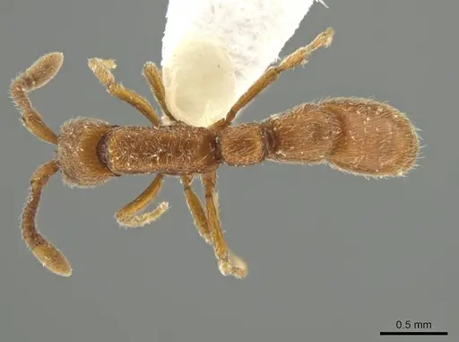 Syscia quisquilis specimen FMNHINS0000095772 image fmnhins0000095772_1
