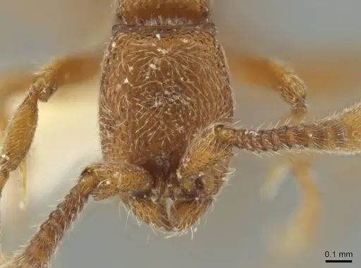 Syscia quisquilis specimen FMNHINS0000095772 image fmnhins0000095772_2