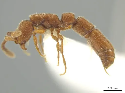Syscia quisquilis specimen FMNHINS0000095772 image fmnhins0000095772_3