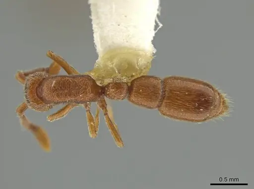 Syscia quisquilis specimen LACMENT365113 image lacment365113_1