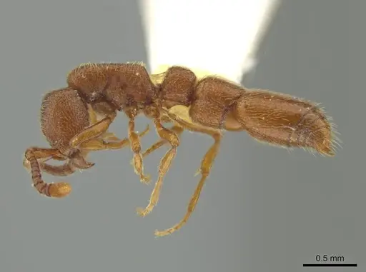 Syscia quisquilis specimen LACMENT365113 image lacment365113_3
