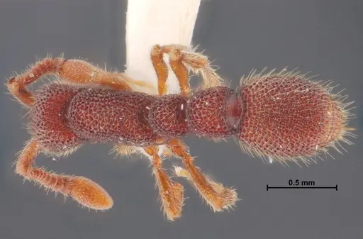 Syscia reticularis specimen THNHM-I-02624 image thnhm-i-02624_1