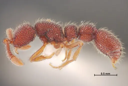 Syscia reticularis specimen THNHM-I-02624 image thnhm-i-02624_4