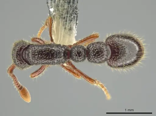 Syscia setosa specimen CASENT0640468 image casent0640468_1