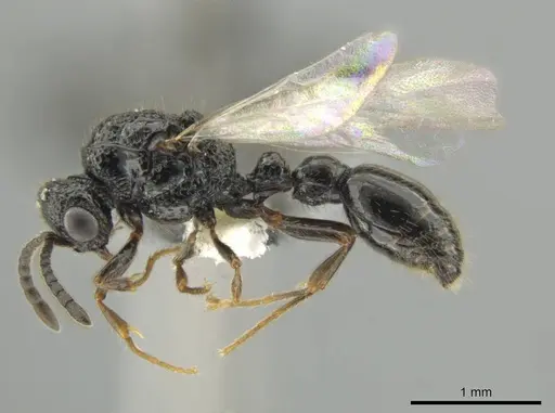 Syscia setosa specimen CASENT0640810 image casent0640810_3