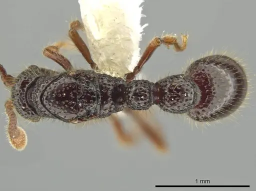 Syscia setosa specimen CASENT0644334 image casent0644334_1