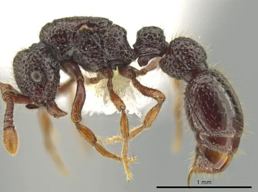 Syscia setosa specimen CASENT0644334 image casent0644334_3