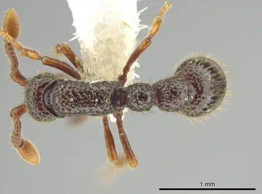 Syscia setosa specimen CASENT0644335 image casent0644335_1