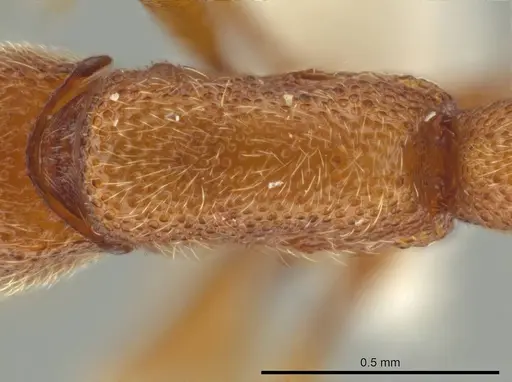 Syscia sumnichti specimen CASENT0612556 image casent0612556_1