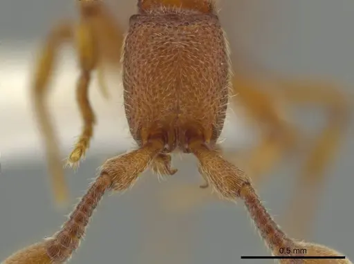 Syscia sumnichti specimen CASENT0612556 image casent0612556_2