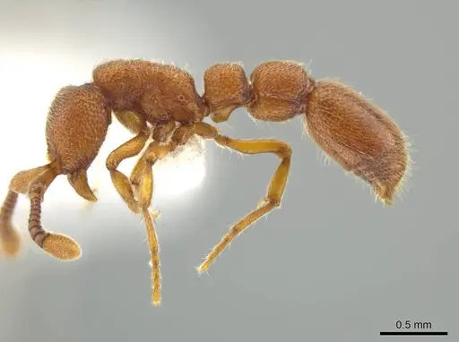 Syscia sumnichti specimen CASENT0612556 image casent0612556_3