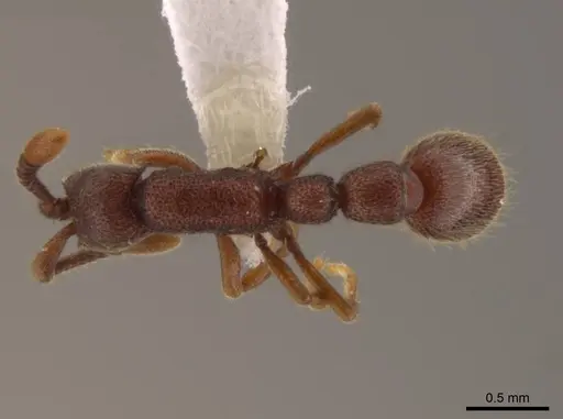 Syscia sumnichti specimen CASENT0623895 image casent0623895_1