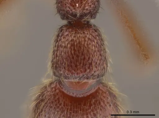 Syscia sumnichti specimen CASENT0623895 image casent0623895_2