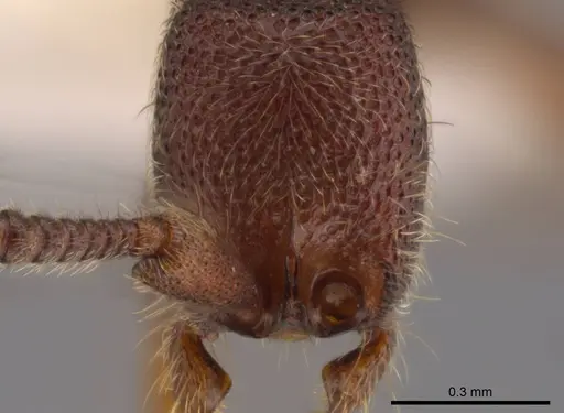 Syscia sumnichti specimen CASENT0623895 image casent0623895_3