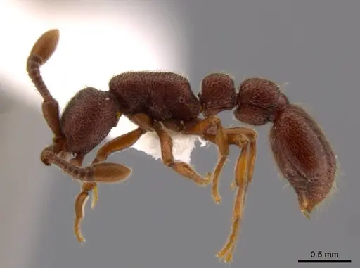 Syscia sumnichti specimen CASENT0623895 image casent0623895_4
