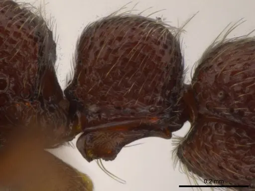 Syscia sumnichti specimen CASENT0623895 image casent0623895_5