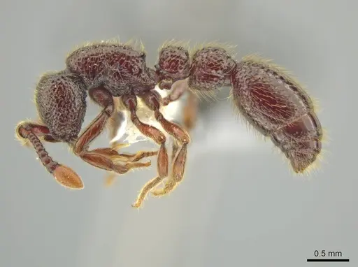 Syscia ticomontana specimen CASENT0644376 image casent0644376_3