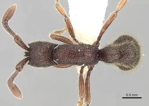 Syscia tolteca specimen CASENT0281980 image casent0281980_1