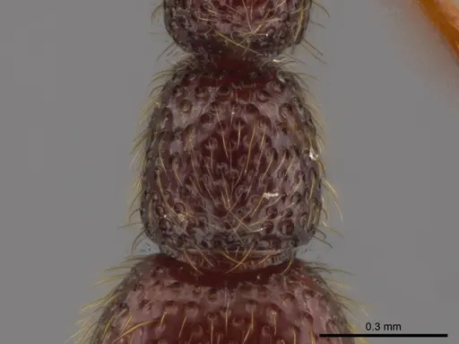 Syscia tolteca specimen CASENT0611200 image casent0611200_2