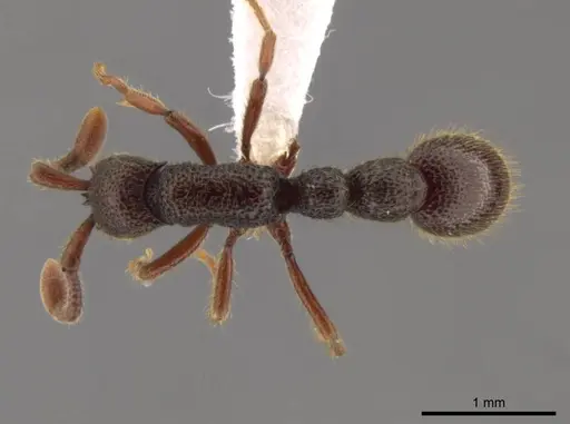 Syscia tolteca specimen CASENT0618422 image casent0618422_1
