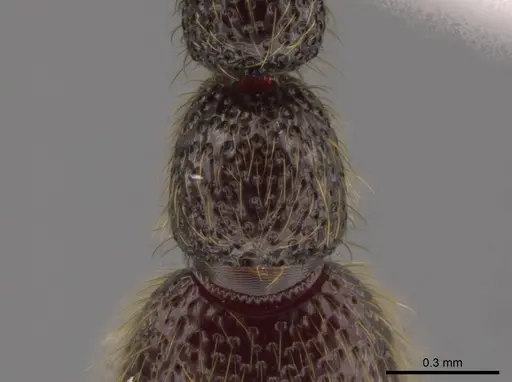 Syscia tolteca specimen CASENT0618422 image casent0618422_2